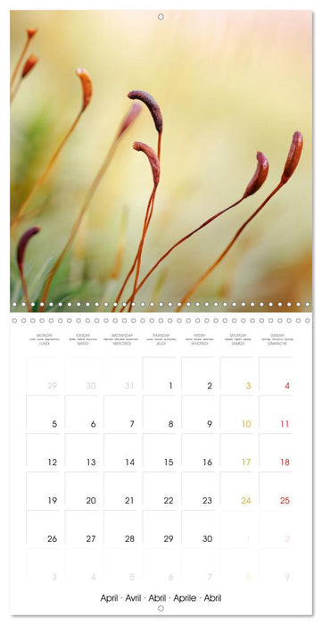 La magie des mousses (CALVENDO Calendrier mensuel 2027)