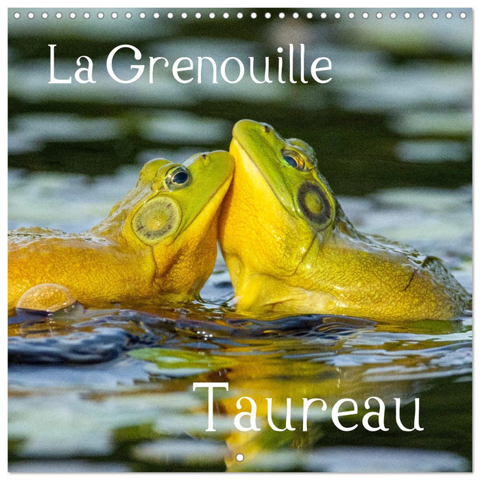 LA GRENOUILLE TAUREAU (CALVENDO Calendrier mensuel 2027)
