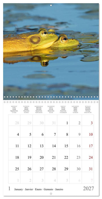 LA GRENOUILLE TAUREAU (CALVENDO Calendrier mensuel 2027)