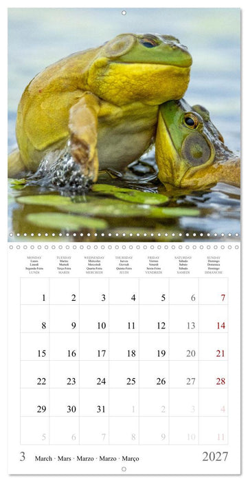 LA GRENOUILLE TAUREAU (CALVENDO Calendrier mensuel 2027)