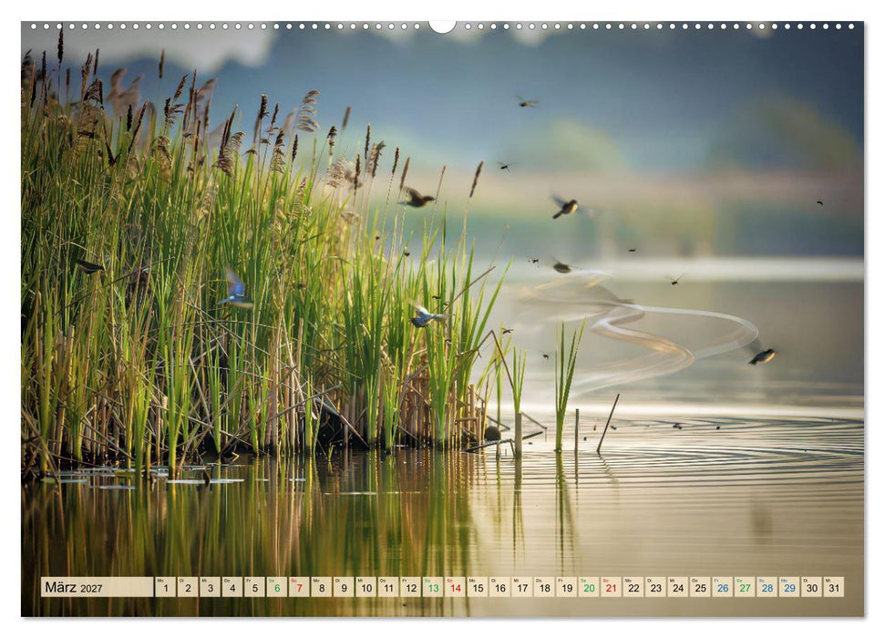 Leben im Schilf (CALVENDO Wandkalender 2027)