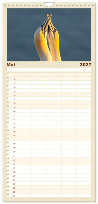 Basstölpel - Helgolands faszinierende Vögel (CALVENDO Familienplaner 2027)