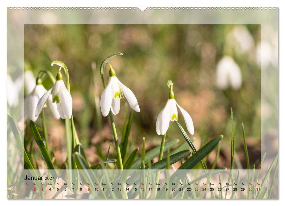Jeden Monat schöne Blüten (CALVENDO Premium Wandkalender 2027)