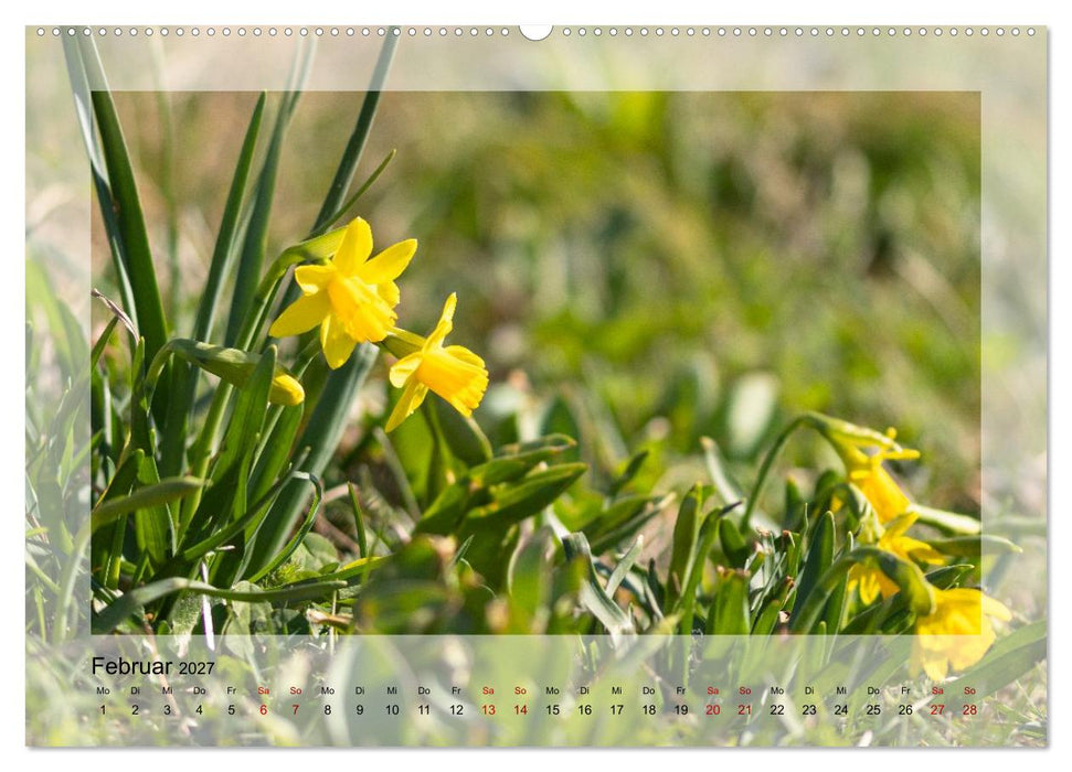 Jeden Monat schöne Blüten (CALVENDO Premium Wandkalender 2027)