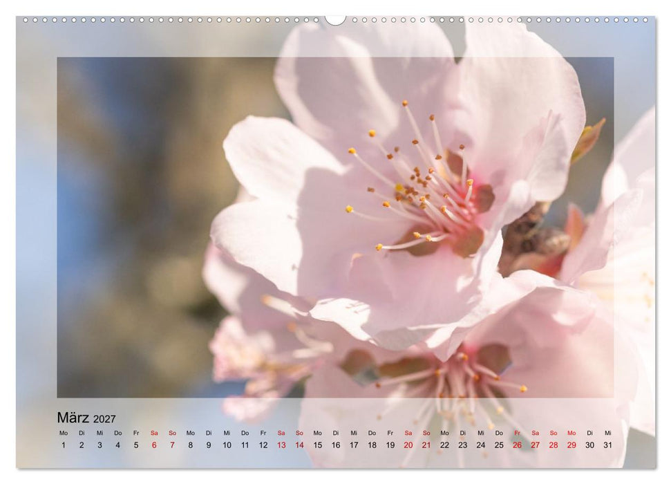Jeden Monat schöne Blüten (CALVENDO Premium Wandkalender 2027)