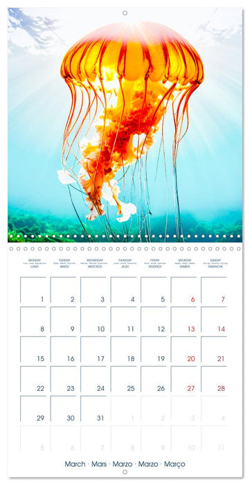 JELLYFISH PULSE (CALVENDO Monthly Calendar 2027)