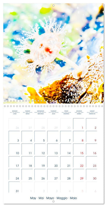 JELLYFISH PULSE (CALVENDO Monthly Calendar 2027)