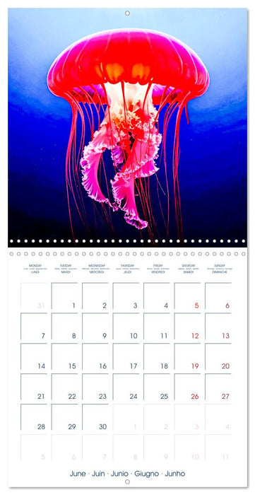 JELLYFISH PULSE (CALVENDO Monthly Calendar 2027)