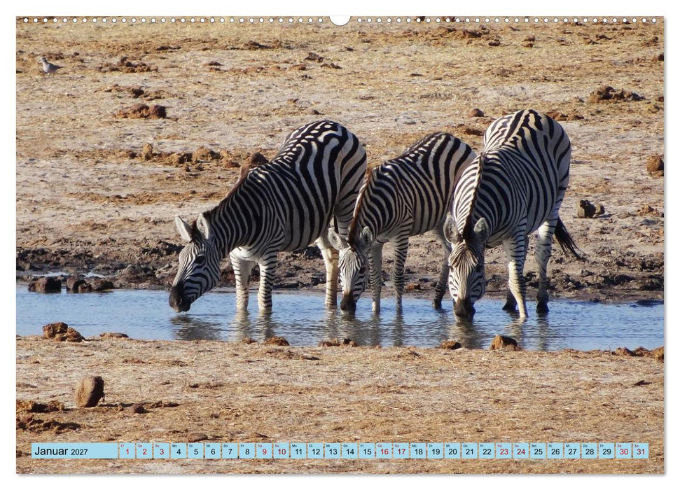 Tierwelt Afrika - Frei und Wild (CALVENDO Wandkalender 2027)