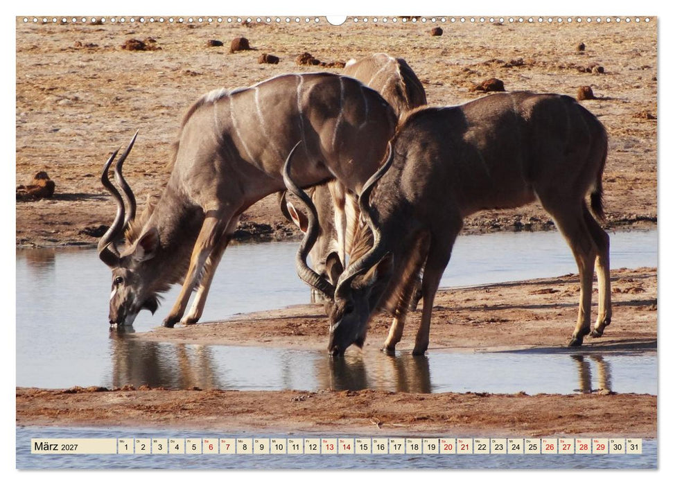 Tierwelt Afrika - Frei und Wild (CALVENDO Wandkalender 2027)