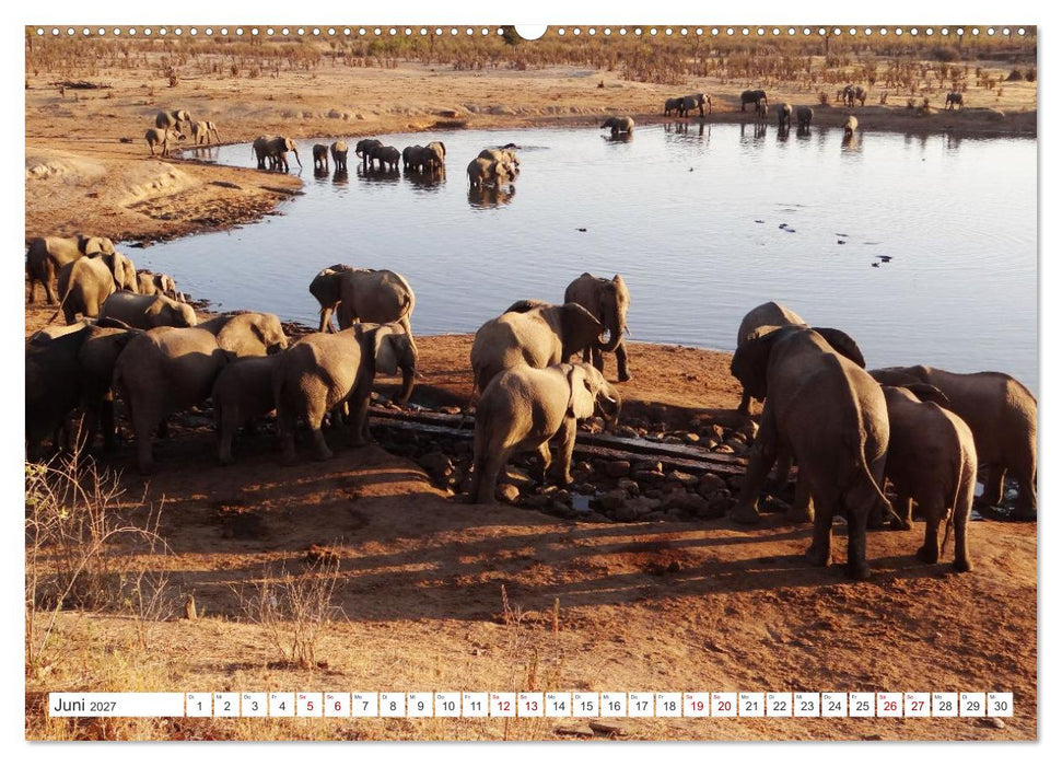 Tierwelt Afrika - Frei und Wild (CALVENDO Wandkalender 2027)