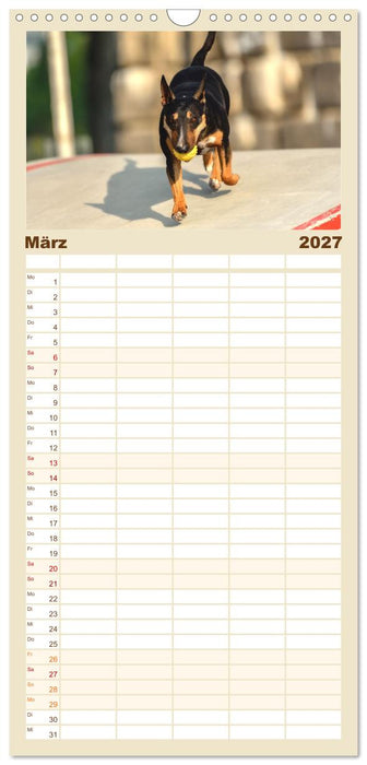 Bullterrier - charmante Herzensbrecher (CALVENDO Familienplaner 2027)