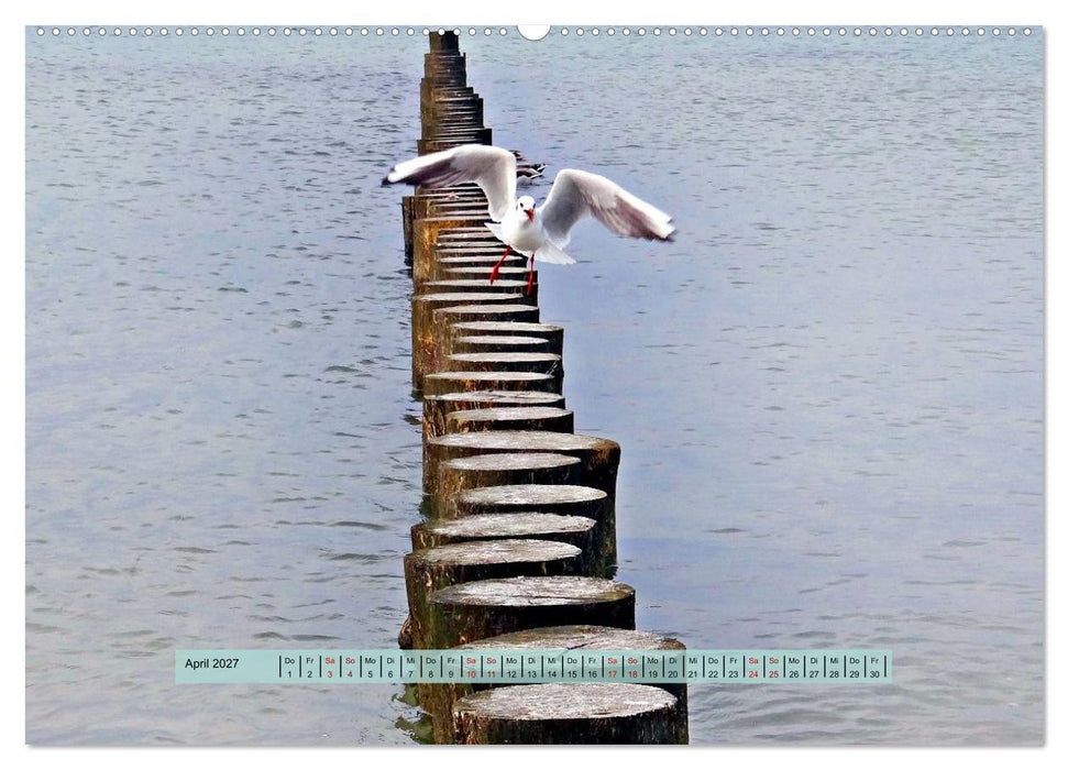 Sötes Länneken Insel Hiddensee (CALVENDO Wandkalender 2027)
