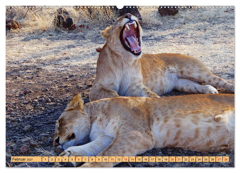 Tierwelt Afrika - Frei und Wild (CALVENDO Premium Wandkalender 2027)