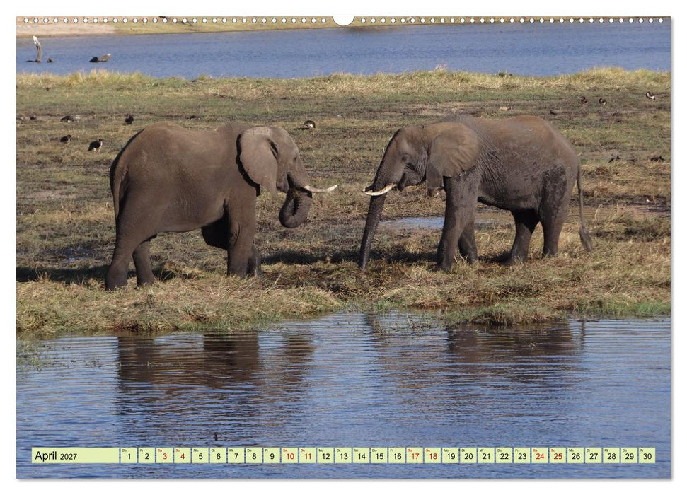 Tierwelt Afrika - Frei und Wild (CALVENDO Premium Wandkalender 2027)