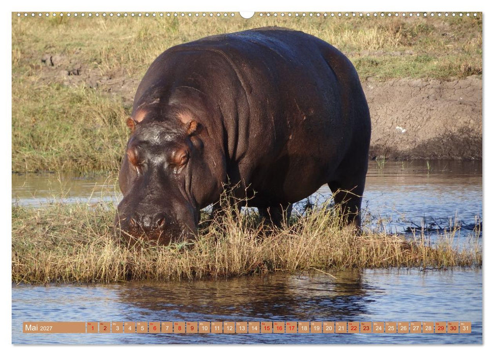 Tierwelt Afrika - Frei und Wild (CALVENDO Premium Wandkalender 2027)