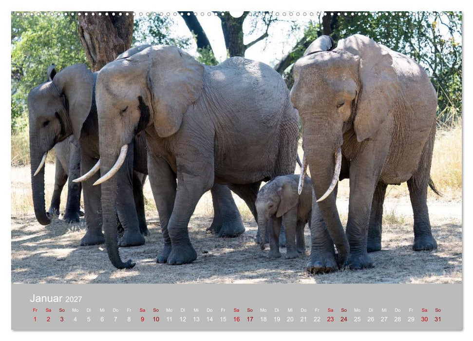 Sambia - das wilde Afrika (CALVENDO Wandkalender 2027)