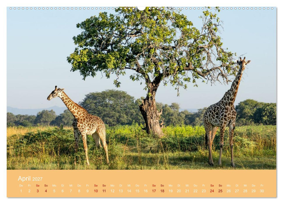 Sambia - das wilde Afrika (CALVENDO Wandkalender 2027)