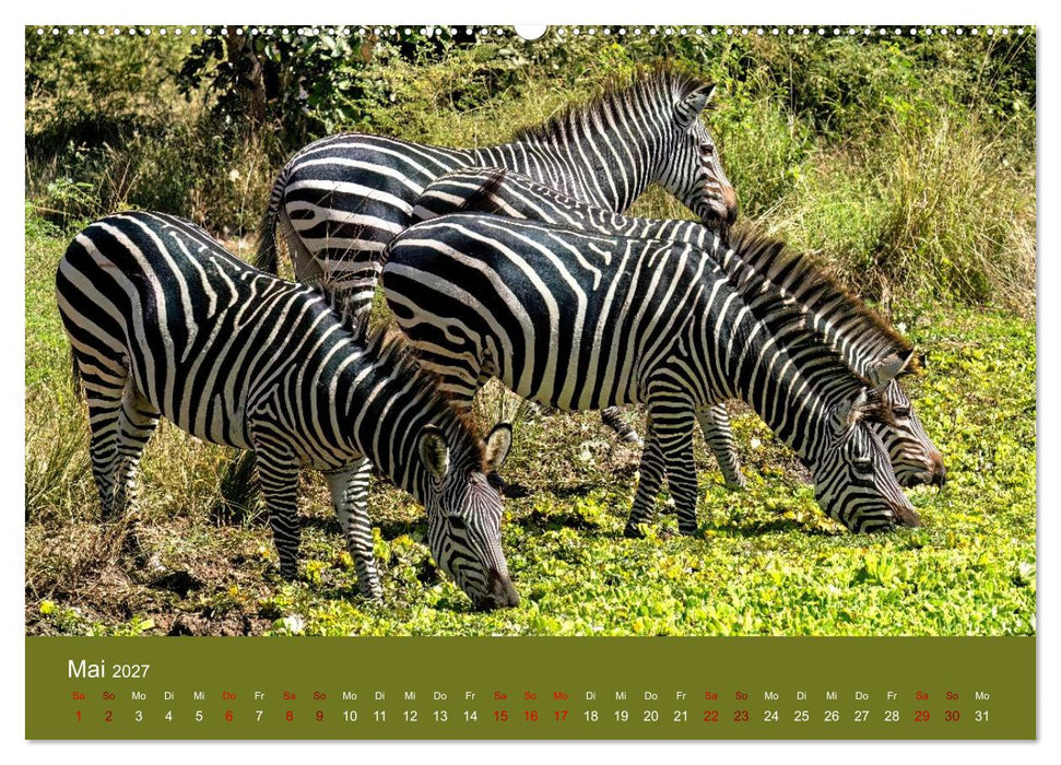 Sambia - das wilde Afrika (CALVENDO Premium Wandkalender 2027)