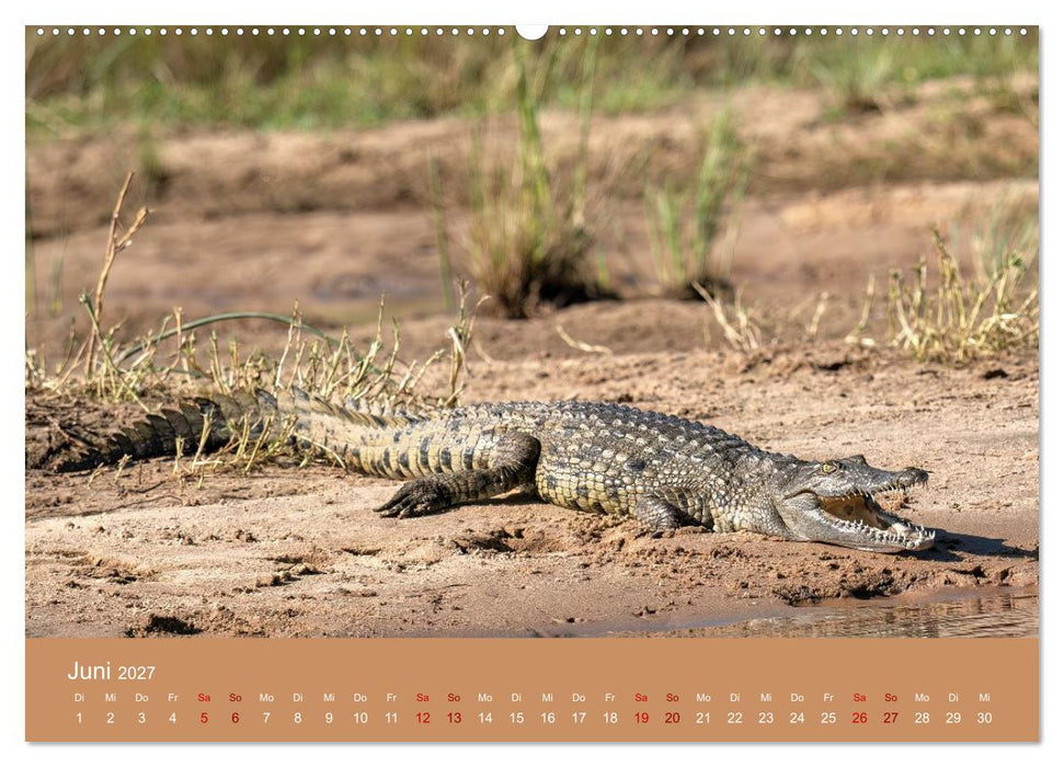 Sambia - das wilde Afrika (CALVENDO Premium Wandkalender 2027)