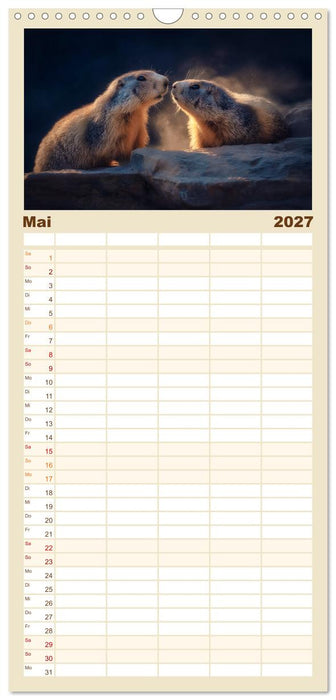 Alpenplüsch - Mit Murmeltieren durchs Jahr (CALVENDO Familienplaner 2027)