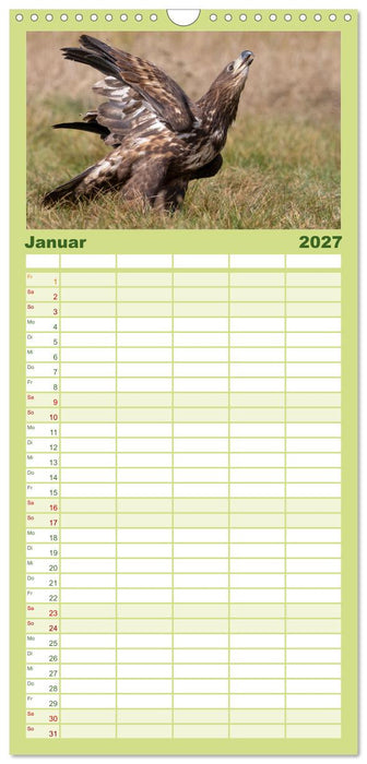 Seeadler in Polen (CALVENDO Familienplaner 2027)