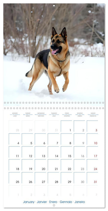 German Shepherds around the year (CALVENDO Monthly Calendar 2027)