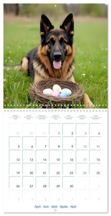 German Shepherds around the year (CALVENDO Monthly Calendar 2027)
