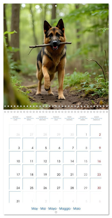 German Shepherds around the year (CALVENDO Monthly Calendar 2027)