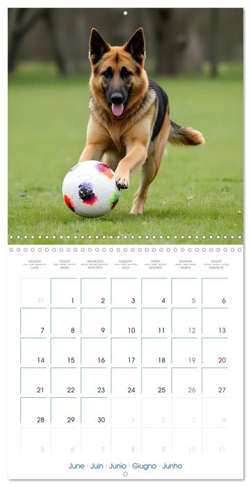 German Shepherds around the year (CALVENDO Monthly Calendar 2027)