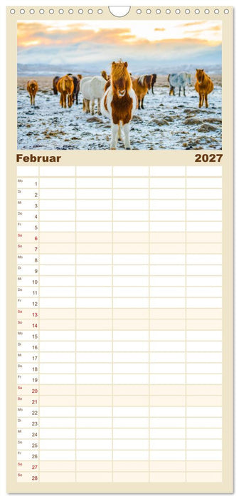 Islandpferde - Die süßen Pferde im Norden. (CALVENDO Familienplaner 2027)