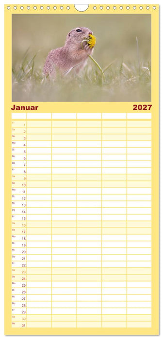 Zauberhafte Ziesel (CALVENDO Familienplaner 2027)