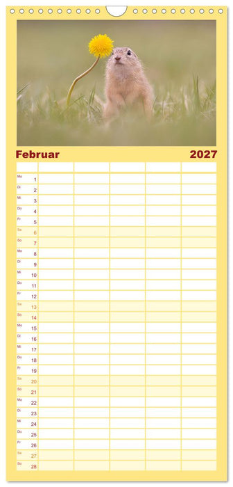 Zauberhafte Ziesel (CALVENDO Familienplaner 2027)