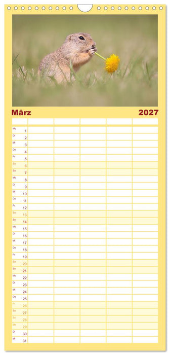 Zauberhafte Ziesel (CALVENDO Familienplaner 2027)