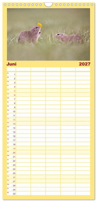 Zauberhafte Ziesel (CALVENDO Familienplaner 2027)