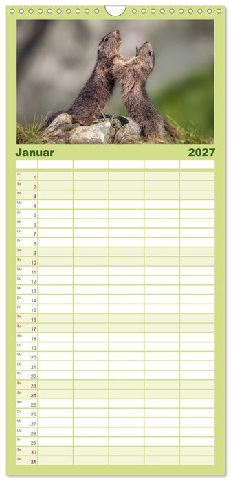 Tiere der Alpen - Murmeltier-Kinder (CALVENDO Familienplaner 2027)