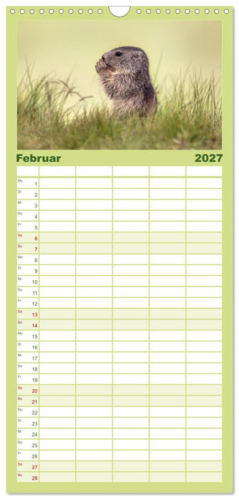 Tiere der Alpen - Murmeltier-Kinder (CALVENDO Familienplaner 2027)