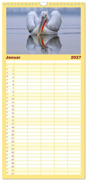 Krauskopfpelikane (CALVENDO Familienplaner 2027)