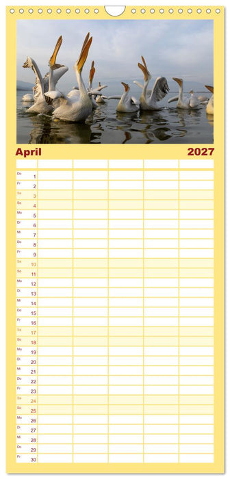 Krauskopfpelikane (CALVENDO Familienplaner 2027)