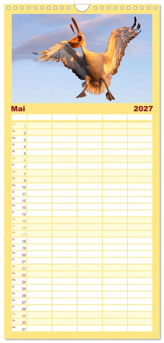 Krauskopfpelikane (CALVENDO Familienplaner 2027)