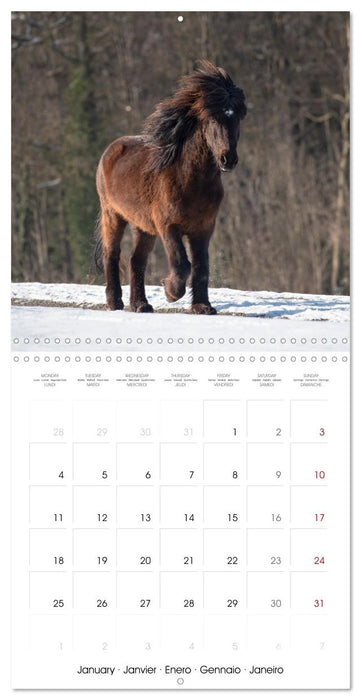 Colorful Icelandic horses (CALVENDO Monthly Calendar 2027)