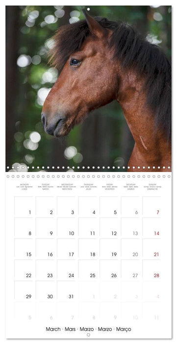 Colorful Icelandic horses (CALVENDO Monthly Calendar 2027)