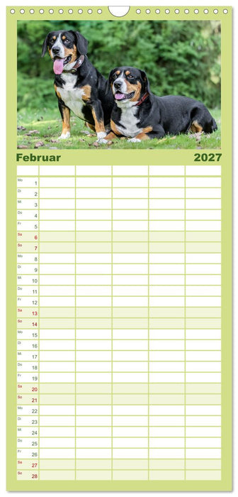 Entlebucher - Temperamentvolle Schweizer Sennenhunde (CALVENDO Familienplaner 2027)