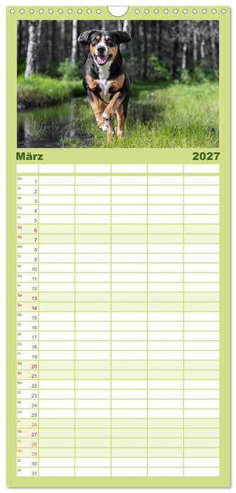 Entlebucher - Temperamentvolle Schweizer Sennenhunde (CALVENDO Familienplaner 2027)