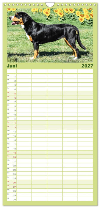 Entlebucher - Temperamentvolle Schweizer Sennenhunde (CALVENDO Familienplaner 2027)