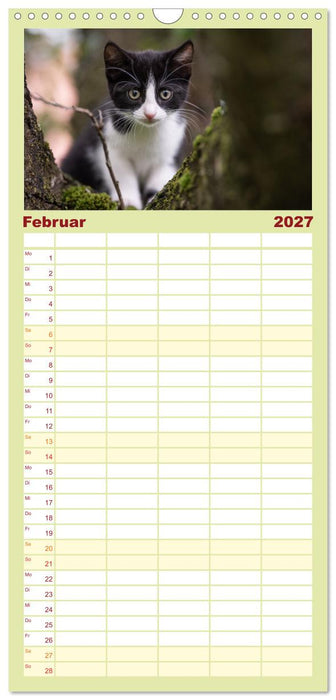 Kitten auf Entdeckungsreise (CALVENDO Familienplaner 2027)