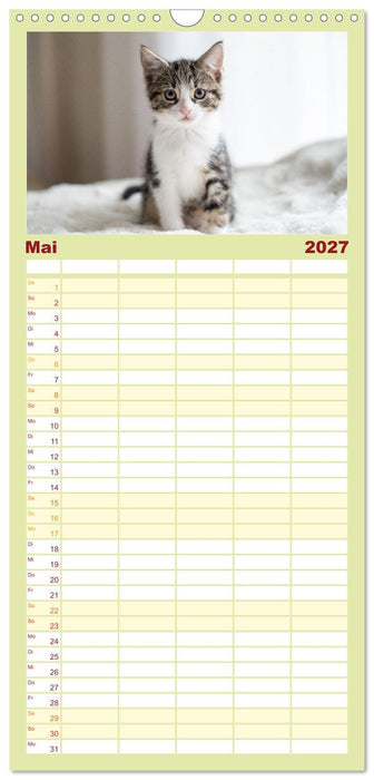 Kitten auf Entdeckungsreise (CALVENDO Familienplaner 2027)