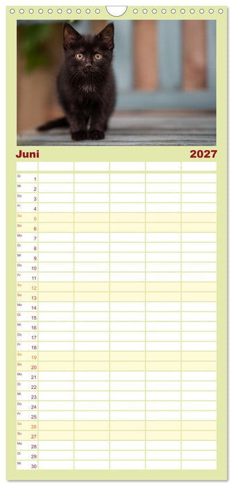 Kitten auf Entdeckungsreise (CALVENDO Familienplaner 2027)
