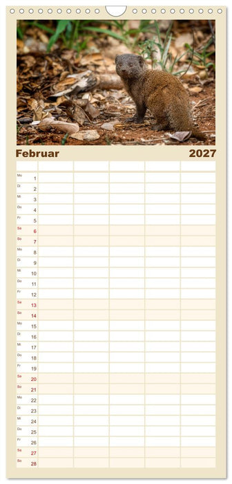 Afrikas kleine Stars (CALVENDO Familienplaner 2027)