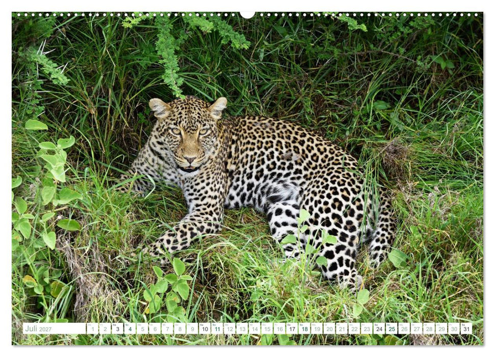 Erlebe mit mir die Tierwelt Tansanias (CALVENDO Premium Wandkalender 2027)